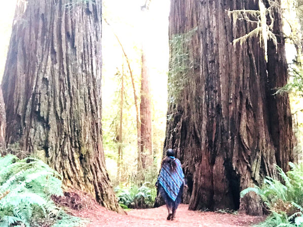 tree walk_edited.jpg