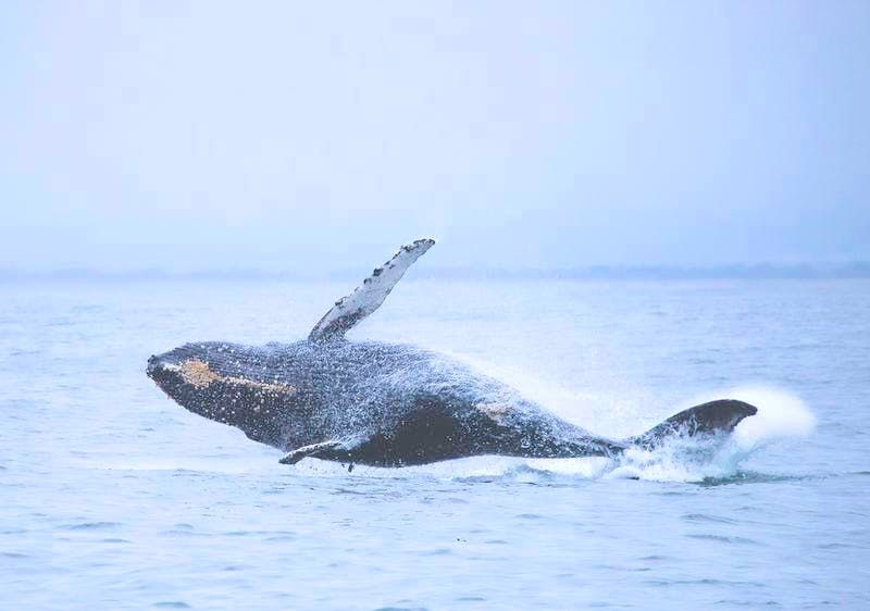whale bliue.jpeg