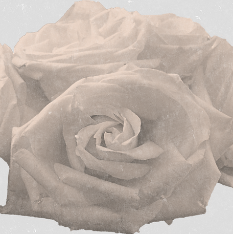 white Rose