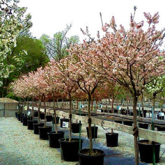 chalupsky nursery crab pink.jpg