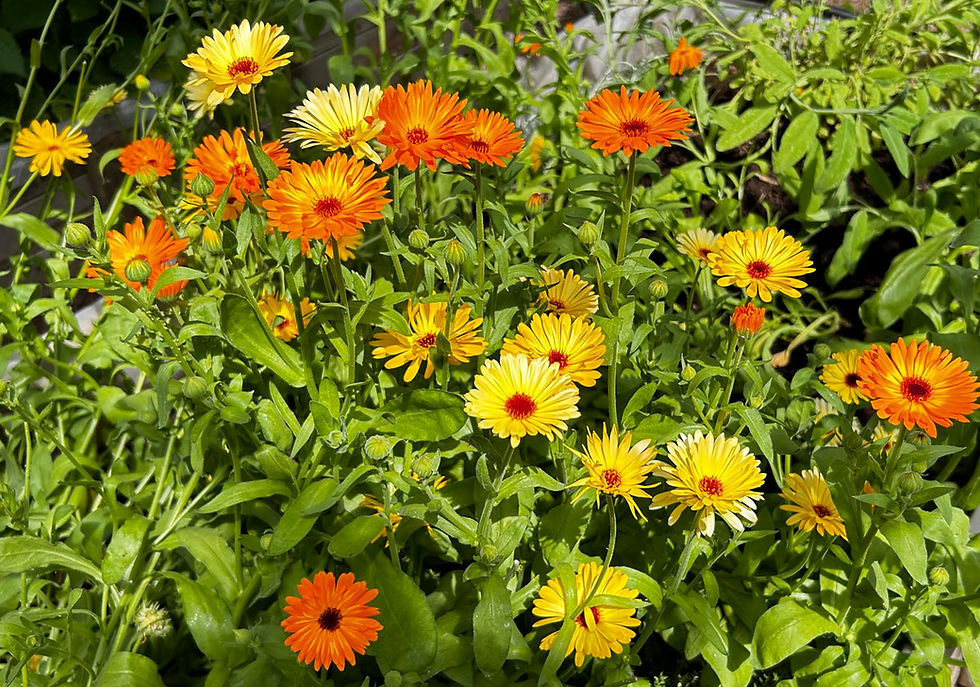 Thumbnail: Calendula Hydrosol