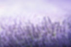 lavender-flowers-blooming-with-beautiful-light-va-2024-07-11-01-16-15-utc.jpg