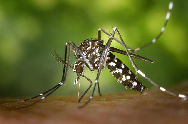 This mosquito is removing blood from a human's skin up close.