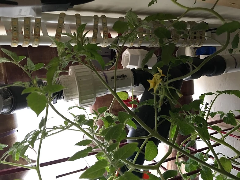 Aquaponics Kenneth J Kiwicz