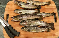 Freshly caught brown trout from a local stream, later cooked for dinner during a Shenandoah Valley Adventure Co. trip.