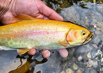 A golden trout held gently by hand over a native mountain stream, reflecting sustainable catch-and-release fly fishing with S