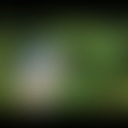 Présentation de la soirée Tahitienne du 1er mai 2026