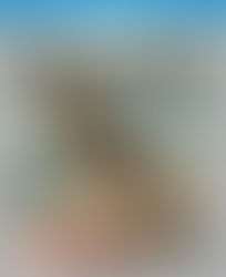 Blu Ray Review: Rin Tin Tin Double Feature