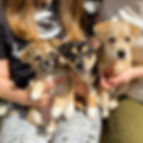 Puppy Yoga Benefitting Brother Wolf Animal Rescue