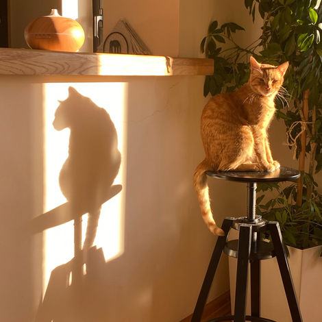Simba.jpeg