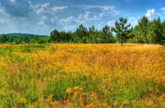 Honey Creek Woodlands