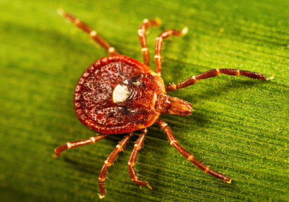Lone Star Tick Illnesses: STARI & Anti-gal Syndrome