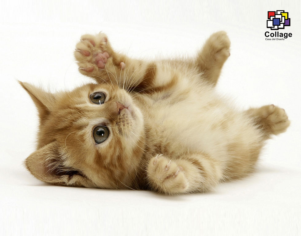 GATITOS 3