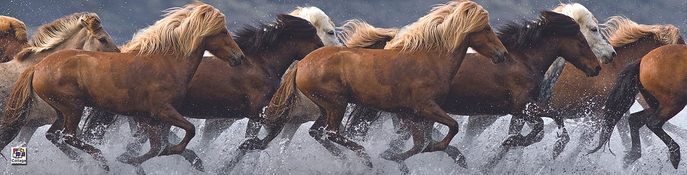 WILD HORSES