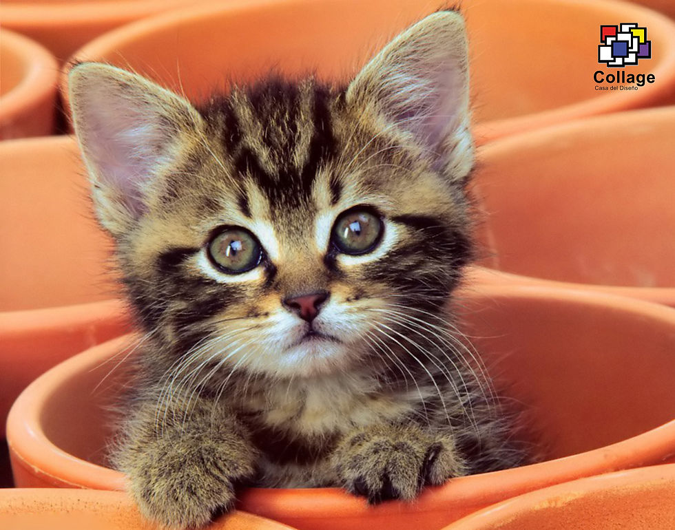 GATITOS 2