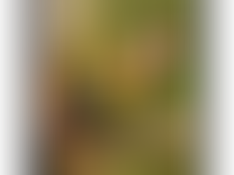 Você Conhece o Pintassilgo Português? Saiba tudo Sobre Ele: Características e Cuidados na Criação