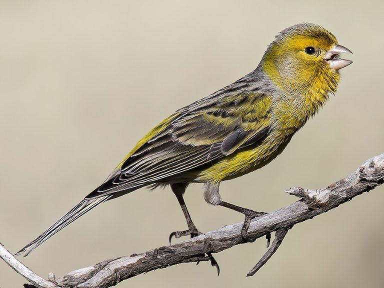Canário Belga Doméstico (Serinus Canaria Domesticus)