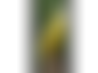 Por Que Seu Canário Parou de Cantar? Saiba o que fazer!