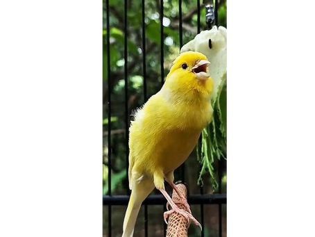 Por Que Seu Canário Parou de Cantar? Saiba o que fazer!