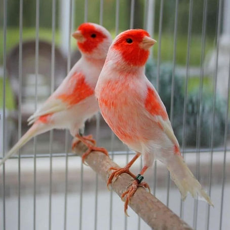 #Post 3 - Os Benefícios de Ter um Canário Como Pet: Por Que Eles São Ótimos Companheiros