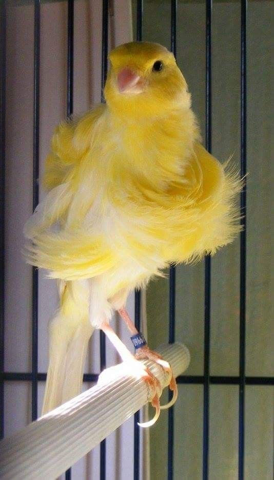 canario frisado do norte