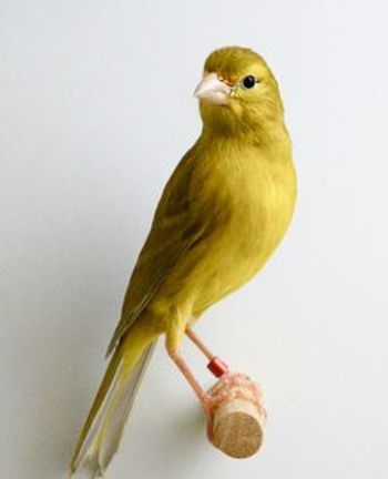 Canário Raça Espanhola