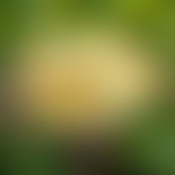 filhotes de canário