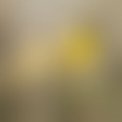 pintassilgo pinheirinho