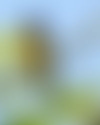 Pintassilgo-de-barriga-amarela