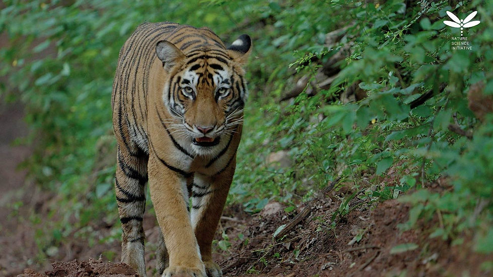 Tiger moves along a jungle path