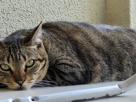 Saiba quais cuidados tomar durante o inverno para manter o bem-estar dos pets