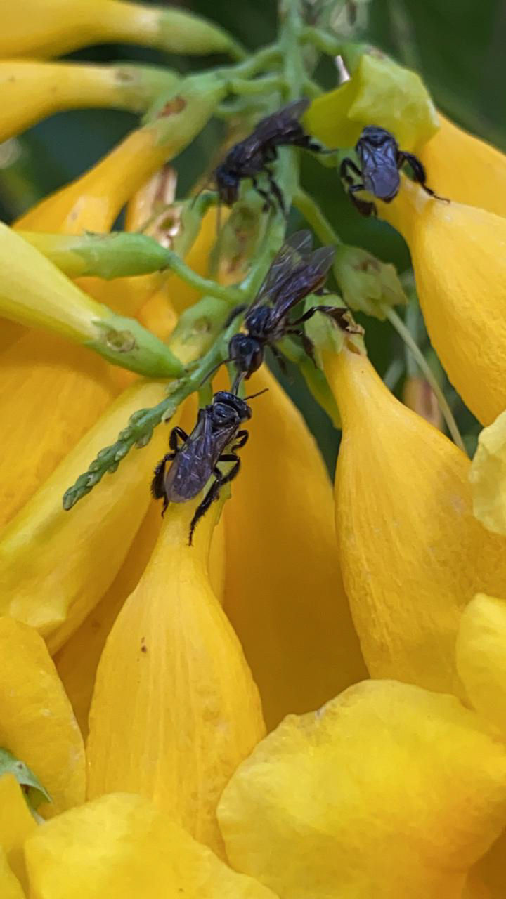 O mel das abelhas sem ferrão é mais raro. Foto: Ana Laura.