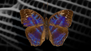 The butterfly effect: bioinspired structural color