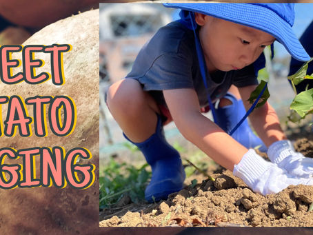 Sweet Potato digging adventure