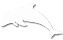 DolphinIcon_edited.png