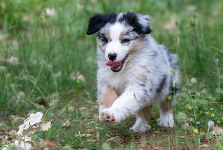 B.A.canisensation.jpeg