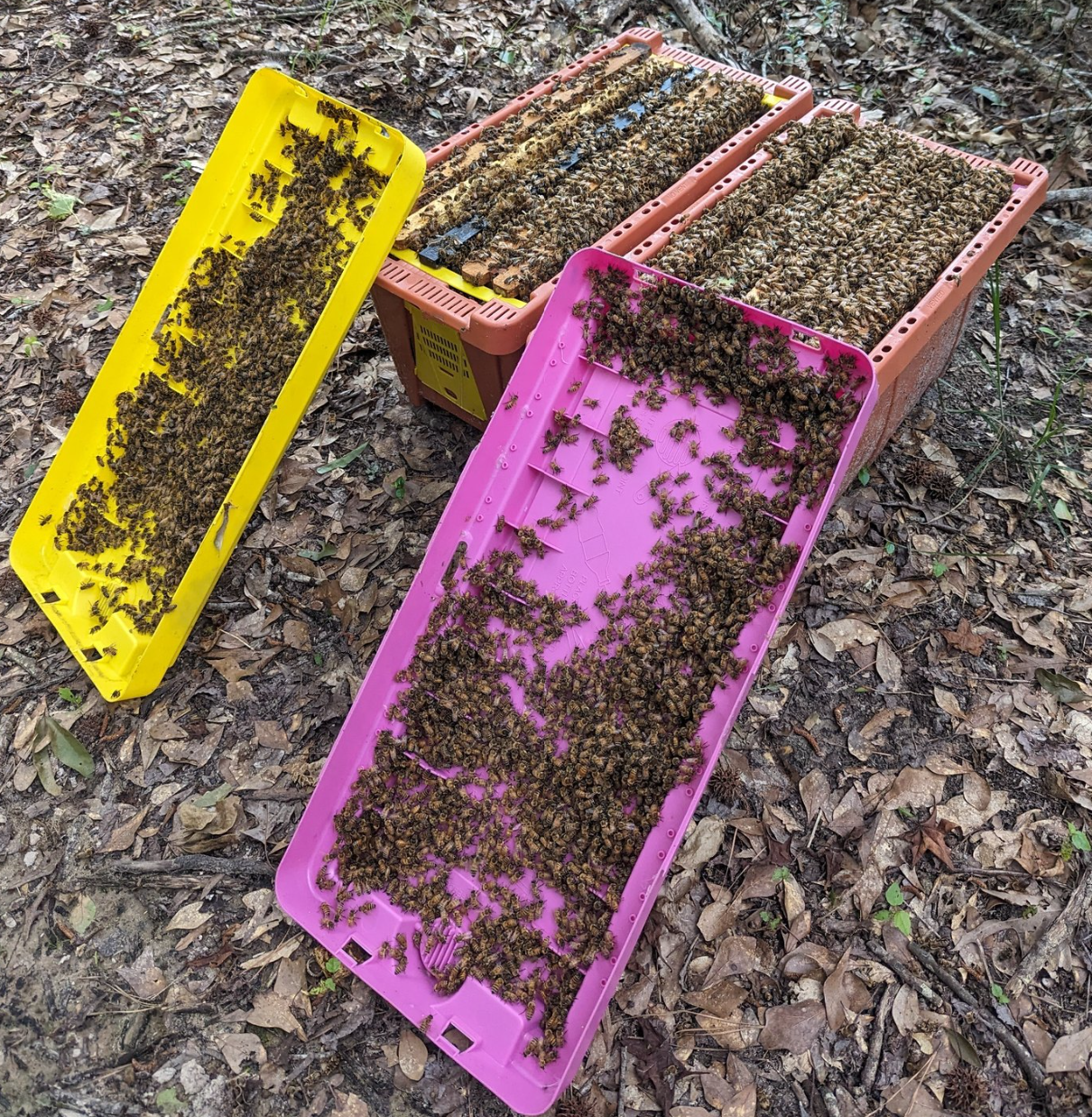 2026 5-Frame Nuc with VSH Queen / Customer Pickup