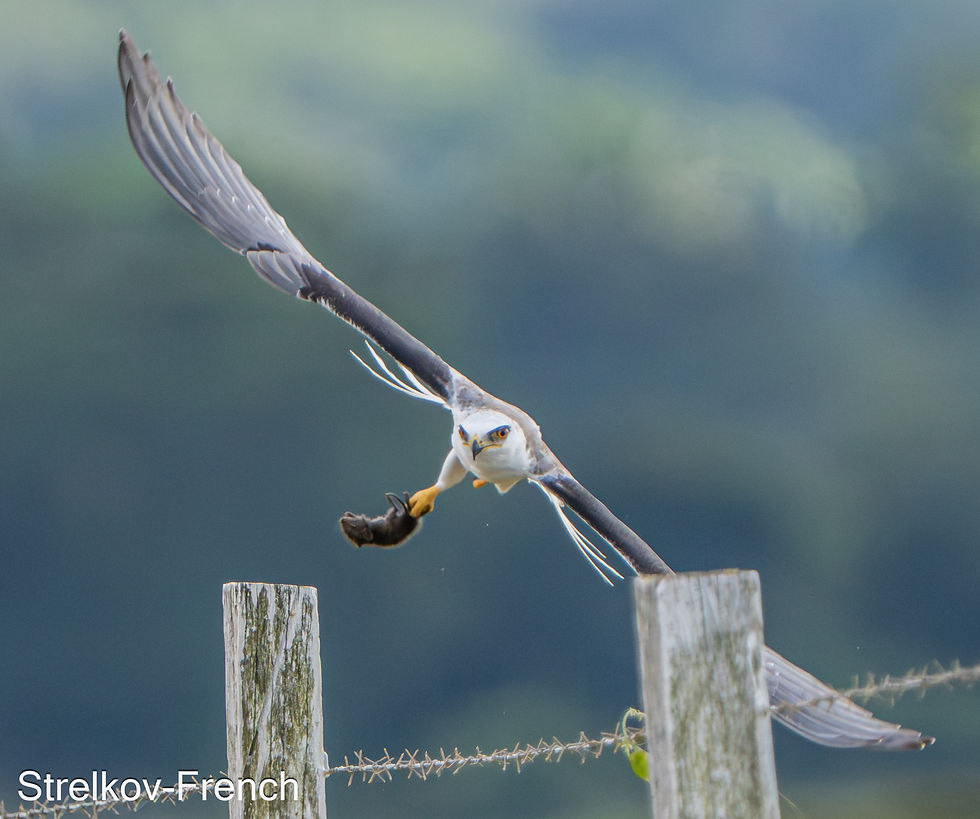 White-tailed Kite