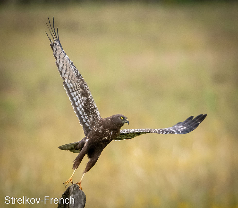 Afircan-marsh Harrier