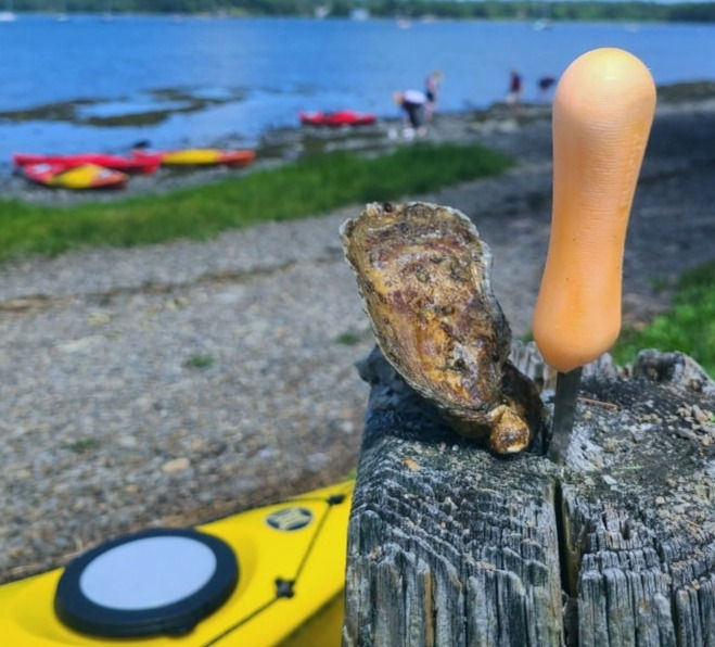 Oyster on dock post with shucking knife. Kayaks in water, people in distance. Bright day with blue sky and green grass.