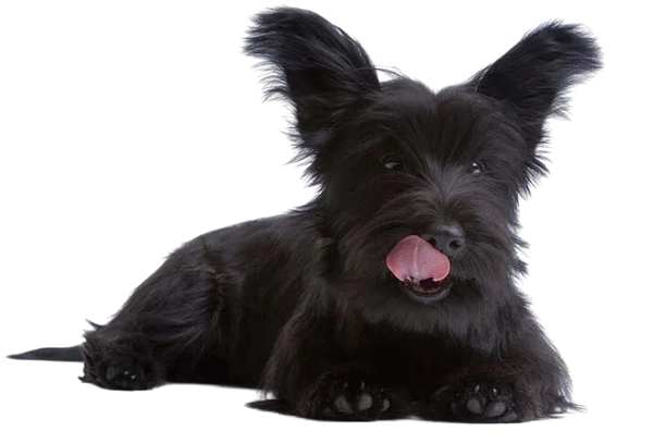 A Black Skye Terrier dog