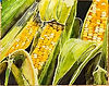 corn on the cob painting on display at the prairie arts center in north platte nebraska