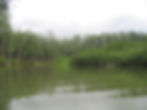 Mangrove
