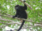 Howler monkey