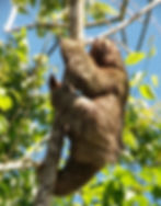 Sloth