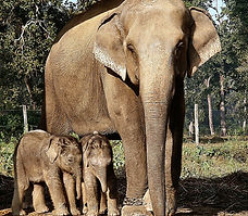 Elephant mother and twin calves in Nepal