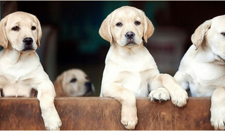 Puppy Growth and Bone Development: Nurturing Healthy, Strong, and Safe Dogs