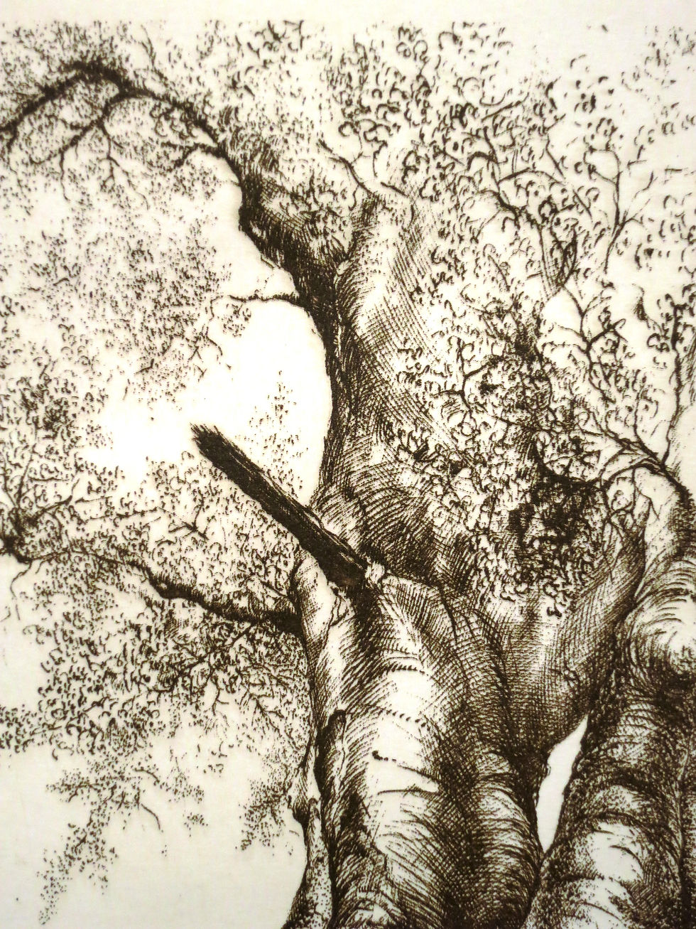Thumbnail: Old beech