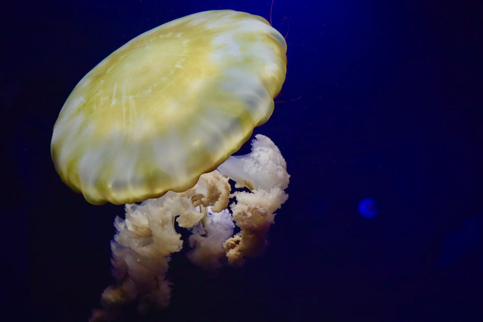 Jelly Fish London aquarium 