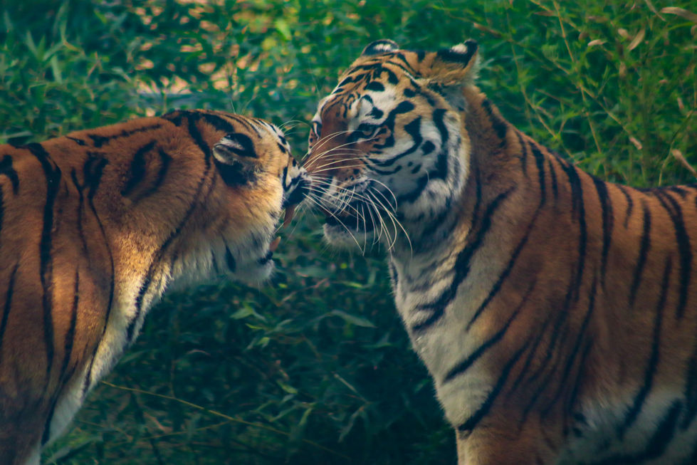 Tiger face off